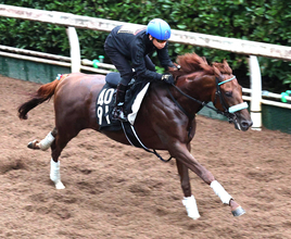 【神戸新聞杯】無傷２連勝のショウナンハヤナミは骨折明け８か月ぶりでも　渡辺調教師「思っている以上にセンスがいい」