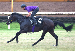 【アイビーＳ】ミックスセール２億円馬ホウオウモノポリーが出世レースＶへ　友道調教師も期待「センスがある」