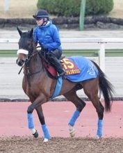桜花賞馬のステレンボッシュはオークスでは戸崎圭太騎手との初コンビで２冠目狙う