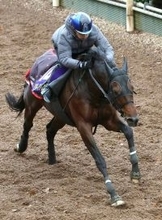 【チャンピオンズＣ】自分の仕事が分かっているハギノアレグリアス　陣営「中京は一番合っていると思います」