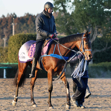 【ＰＯＧ】半兄は２３年天皇賞・春の勝ち馬ジャスティンパレス　良血ダイヤモンドパレスが２度の除外経て３１日東京でデビュー