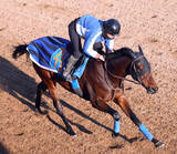 「【中山記念】穴気配プンプン！？ショウナンマグマに陣営「長いこと見ているけど、具合はかなりいい」と手応え」の画像1