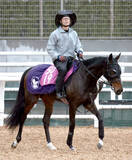 「【注目馬動向】チューリップ賞３着で優先出走権を獲得したアランカールは桜花賞へ　キャロットクラブ発表」の画像1