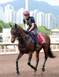 「【香港チャンピオンズデー】サトノレーヴは順調　陣営も「活気のある走り」　日本勢の現地での調整ぶりを香港ジョッキークラブが公開」の画像1