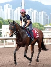 【香港チャンピオンズデー】サトノレーヴは順調　陣営も「活気のある走り」　日本勢の現地での調整ぶりを香港ジョッキークラブが公開