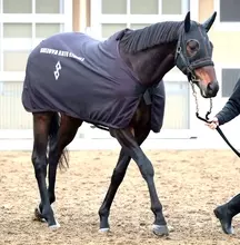 【宝塚記念・金曜気配】コスモキュランダは金曜輸送で万全の態勢　加藤士調教師「雰囲気はすごくいい」