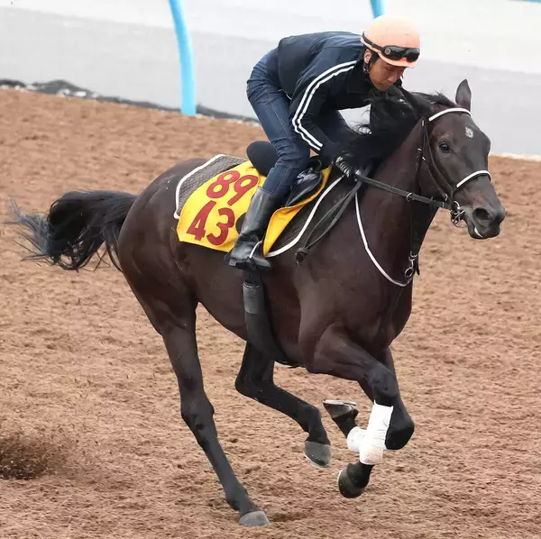 【府中牝馬Ｓ・金曜気配】テリオスララは両にらみからここ選択　田島調教師は「総合的に決めた」と説明　調整は順調