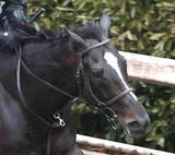 「【京都記念】後方追走の１番人気エリキングは猛追及ばず２着　川田将雅騎手「精神面の成長を感じる内容」」の画像1