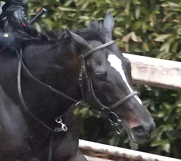 【京都記念】後方追走の１番人気エリキングは猛追及ばず２着　川田将雅騎手「精神面の成長を感じる内容」