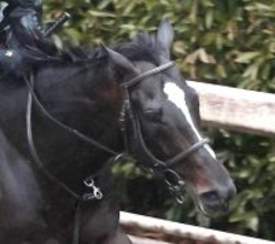 【京都記念】後方追走の１番人気エリキングは猛追及ばず２着　今年始動戦を白星で飾れず