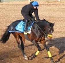 重賞２勝シュヴァリエローズが現役引退　右前内側種子骨じん帯炎を発症