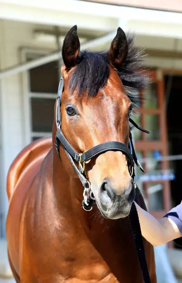 【福島１０Ｒ・喜多方特別】１番人気イマージョンの勝利でロードカナロア産駒が通算１３００勝達成