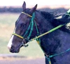 【プリンシパルＳ】青葉賞除外のオルフセンが日本ダービーの最終切符獲得へ　斎藤誠調教師「延びた影響はないです」