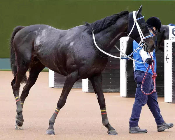 【京都ハイジャンプ】わずか６頭立て　同レース５勝目を目指す高田潤騎手のシホノスペランツァは５枠５番　枠順決定