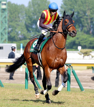 新潟大賞典４着のドゥラドーレスは右前脚の骨折が判明　社台グループオーナーズが発表