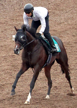 【今週のトク注新馬】祖母に英オークス馬持つキタサンブラック産駒　斉藤崇厩舎の次世代エース候補が１２日小倉で初陣
