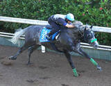 「日曜新潟競馬場の注目激走馬…新潟７Ｒアイビスサマーダッシュ・Ｇ３」の画像1