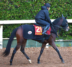 【阪神ＪＦ】２戦無敗のマーゴットラヴミーは“ラッキー７”に決定　小林調教師「豊さんにお任せです」