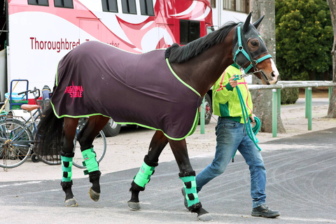 【有馬記念】距離に挑むエルトンバローズは立ち回り次第で距離も克服可能　陣営「西村淳騎手がうまく乗ってくれる」