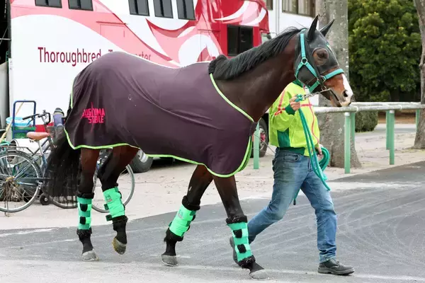 【有馬記念】距離に挑むエルトンバローズは立ち回り次第で距離も克服可能　陣営「西村淳騎手がうまく乗ってくれる」