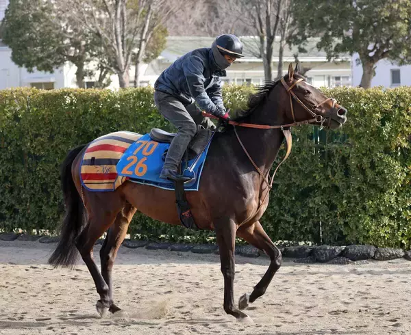 日曜京都競馬場の注目激走馬…京都１１Ｒプロキオンステークス・Ｇ２・馬トク激走馬＝ジェイパームス