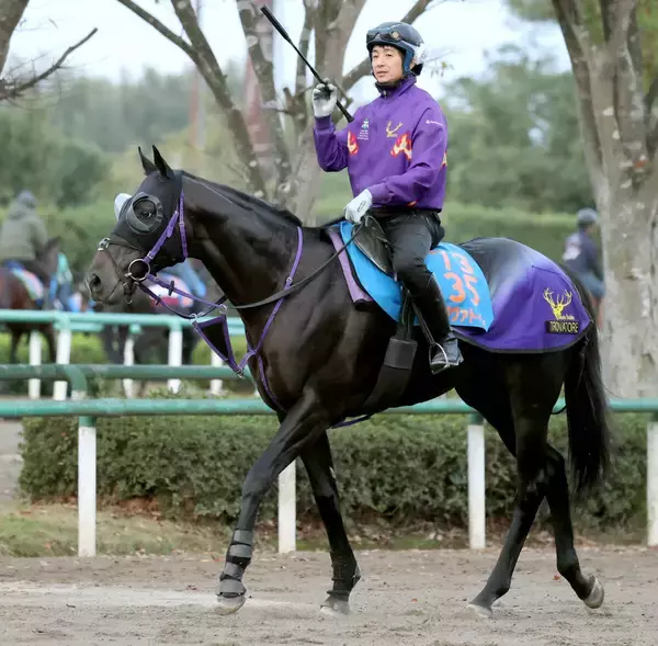 【東京新聞杯１週前】２馬身遅れも鹿戸調教師「来週でちょうど良くなる」京都金杯から逆襲狙うトロヴァトーレ　