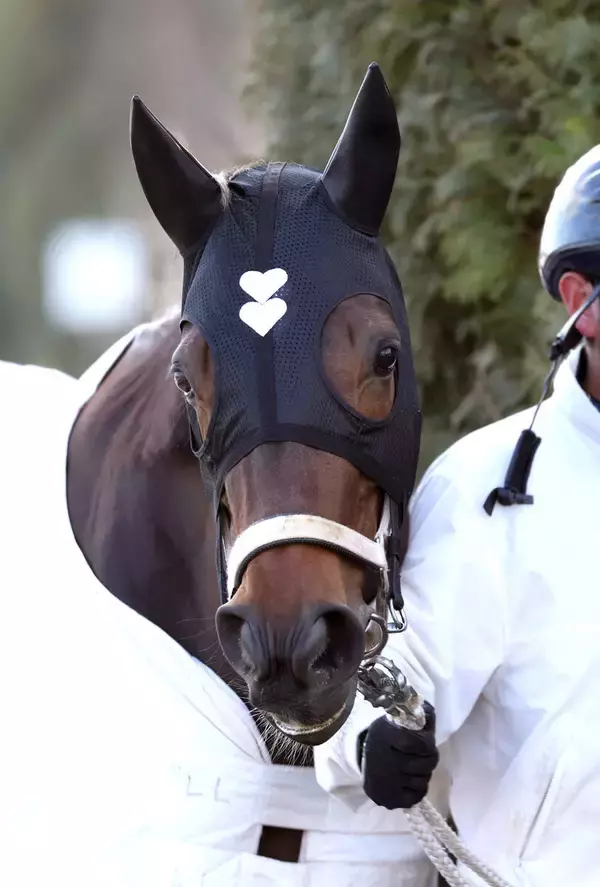 【フェブラリーＳ】「輸送後もおとなしくて、かわいらしい」ダブルハートボンドが初めての東京に到着　陣営も手応え