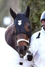 【フェブラリーＳ】「輸送後もおとなしくて、かわいらしい」ダブルハートボンドが初めての東京に到着　陣営も手応え