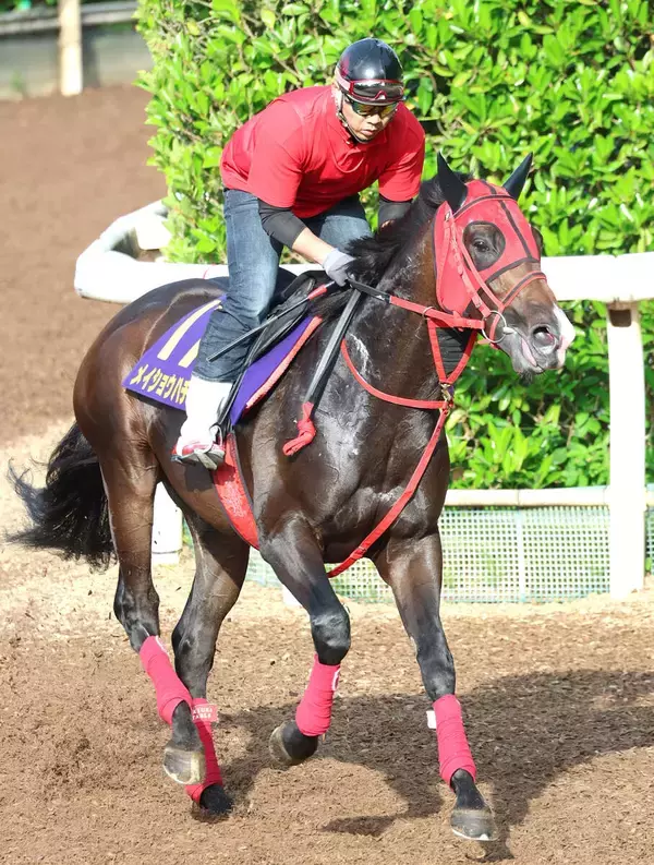 【日本ダービー】松本会長にささげる勝利を！「忠犬ハチ公みたいに…」と牧浦調教師は気合　メイショウハチコウが坂路でパワフルな動き　