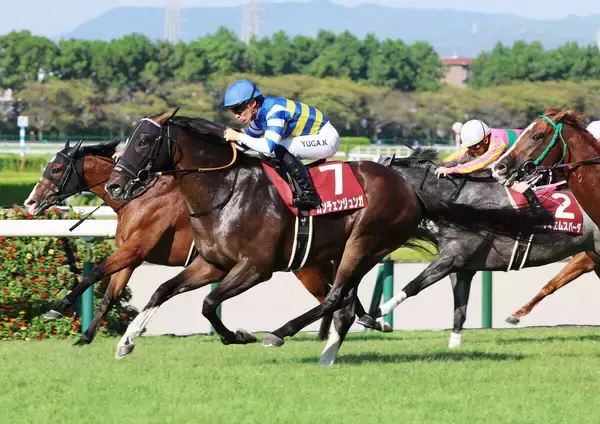 ２５年セントウルＳの覇者カンチェンジュンガの競走馬登録を抹消　今後は阪神競馬場で乗馬に