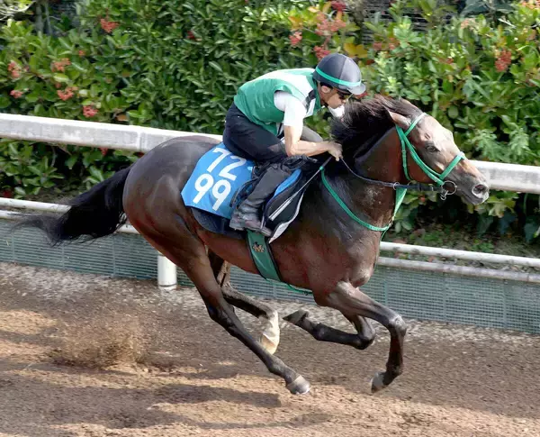 【小倉大賞典】相手なりに崩れないタガノデュードが１８００メートルでひと押し　宮調教師「いい方に出るかも」