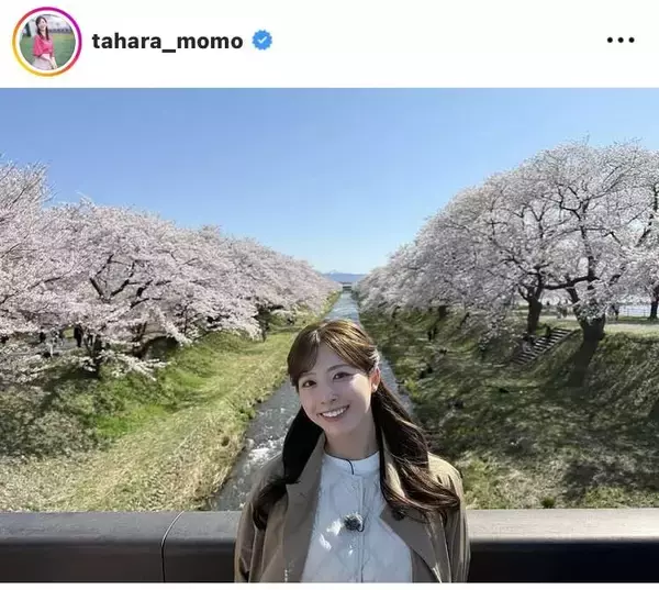 テレ朝アナ、“春の四重奏”に大興奮！「桜並木もモモさんも素敵」「癒やされます」「最高の場所で、最高の笑顔」の田原萌々アナ