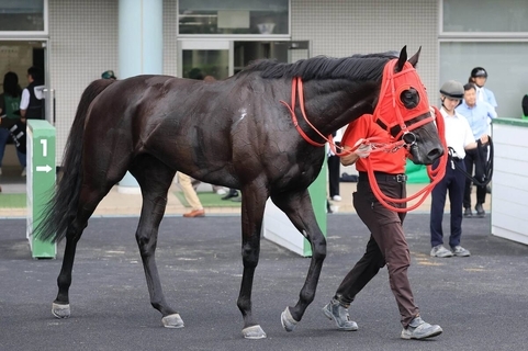 土曜中山競馬場の注目激走馬…中山１１Ｒながつきステークス