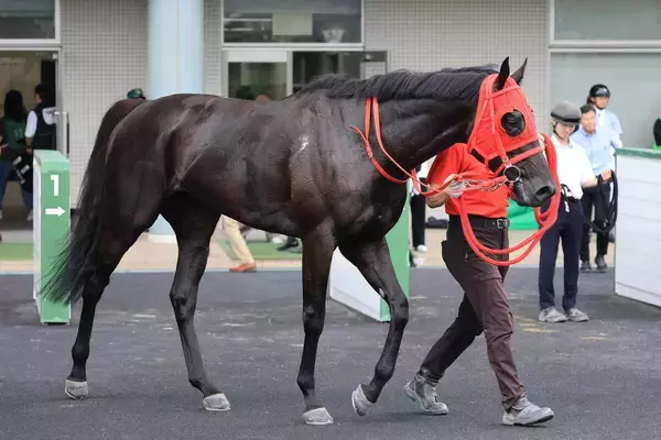 土曜中山競馬場の注目激走馬…中山１１Ｒながつきステークス
