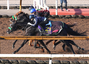 【菊花賞・１週前】「心臓の強い馬で簡単にはバテない。前走は３０００メートルも全然大丈夫かなと思える走り」松山弘平騎手がロブチェン３冠に期待