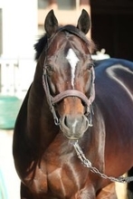 【有馬記念】良馬場なら違う　シュヴァリエローズがベテランの意地を見せる　陣営「まだ馬も若いです」