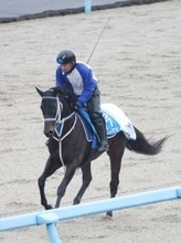 【注目馬動向】兵庫ＧＴ１着のハッピーマンはフェブラリーＳ本線で除外ならかきつばた記念へ