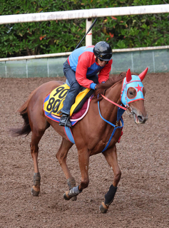 【淀短距離Ｓ】上昇気配漂うフィオライアが舞台替わりで巻き返す　西園正調教師「直線が平坦の京都はいい」