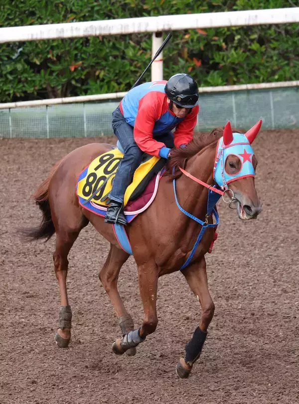 【淀短距離Ｓ】上昇気配漂うフィオライアが舞台替わりで巻き返す　西園正調教師「直線が平坦の京都はいい」