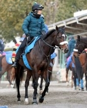 【フェブラリーＳ】国枝調教師のラストＧ１に向けてシックスペンス「膝や爪の状態も問題ないし順調にきている」