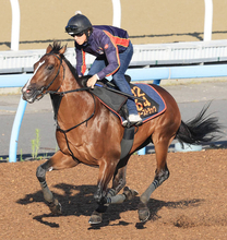 【関屋記念・三戸の特注馬】シンザン記念覇者のサンダーストラック　初の古馬相手で重賞２勝目を狙う