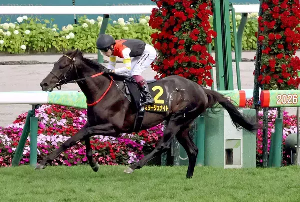 【注目馬動向】札幌日経賞勝ちのミラージュナイトはオールカマーか京都大賞典の両にらみ