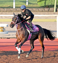 【ローズＳ・松ケ下の特注馬】復帰戦でもタイセイボーグに期待　１週前追いからは不安なし