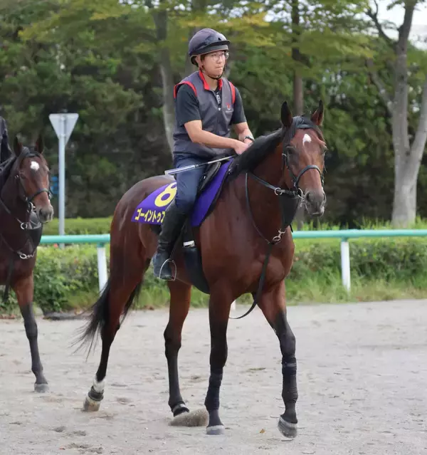 「菊花賞では...」５勝の武豊騎手がゴーイントゥスカイ上原佑調教師へ心強い一言　前走で想定外にもたれるも...