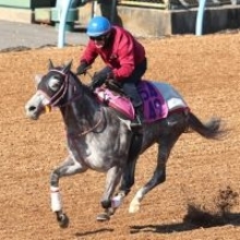 【ファルコンＳ】ハッピーエンジェル父娘制覇へ　武市調教師「カイバも食べてやりたいことがやれている」