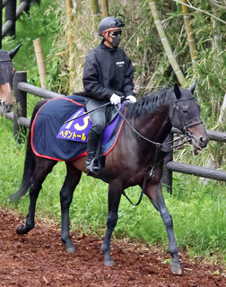 【天皇賞・春】連覇を狙うヘデントールは７枠１２番　木村調教師「決まった枠順で…」