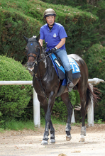 【目黒記念】武豊騎手「北海道の洋芝とかがいいんじゃないでしょうか」３冠牝馬アパパネを母に持つアマキヒは９着　
