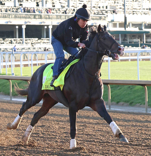 【注目馬動向】ワンダーディーンはジャパンダートクラシック・Ｊｐｎ１での復帰を視野　テーオーパスワードはエルムＳへ