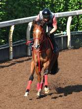 【信夫山特別・坂本の特注馬】オークスの雪辱期すアメティスタは自己条件なら負けられない　勝算見据えあえて長丁場
