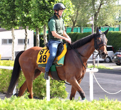 【クイーンＳ】６歳牝馬のココナッツブラウンは札幌の滞在効果大　陣営「こっちではずっとイレ込む面もない」